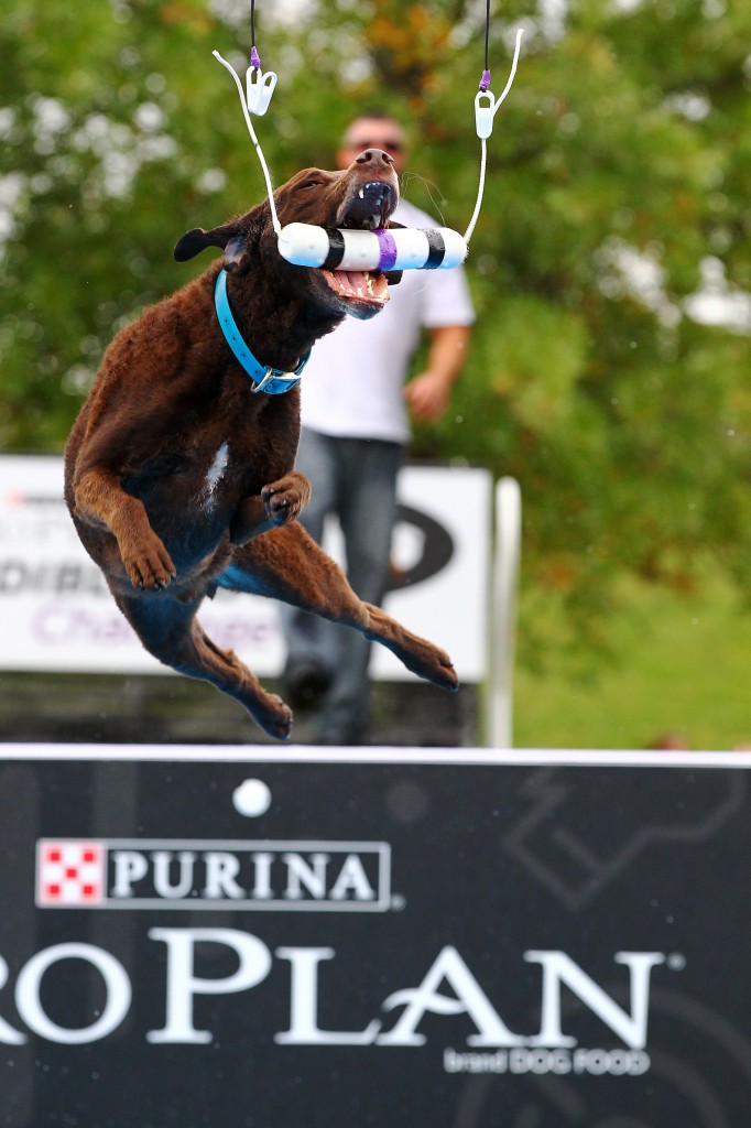 Purina Pro Plan Incredible Dog Challenge National Finals