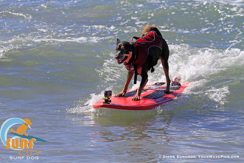 Jedi | Surf City Surf Dog