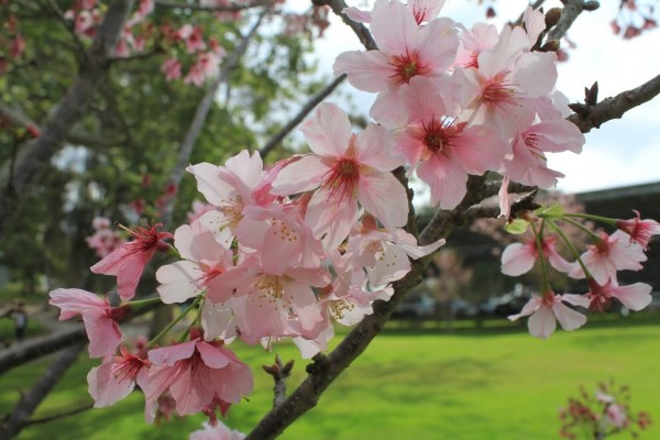 It’s Hanami Time! Huntington Beach Cherry Blossom Festival on March 20 ...