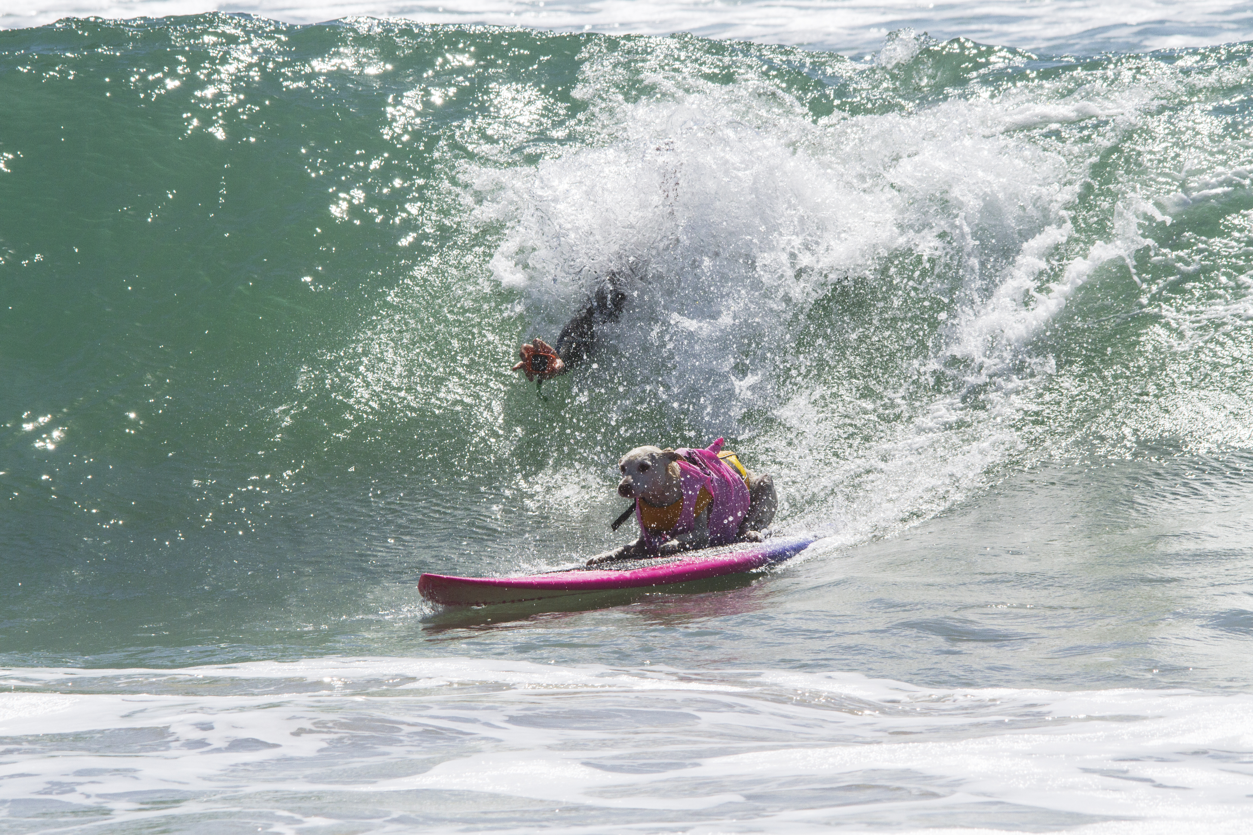 Sugar the Surfing Dog, Huntington Beach