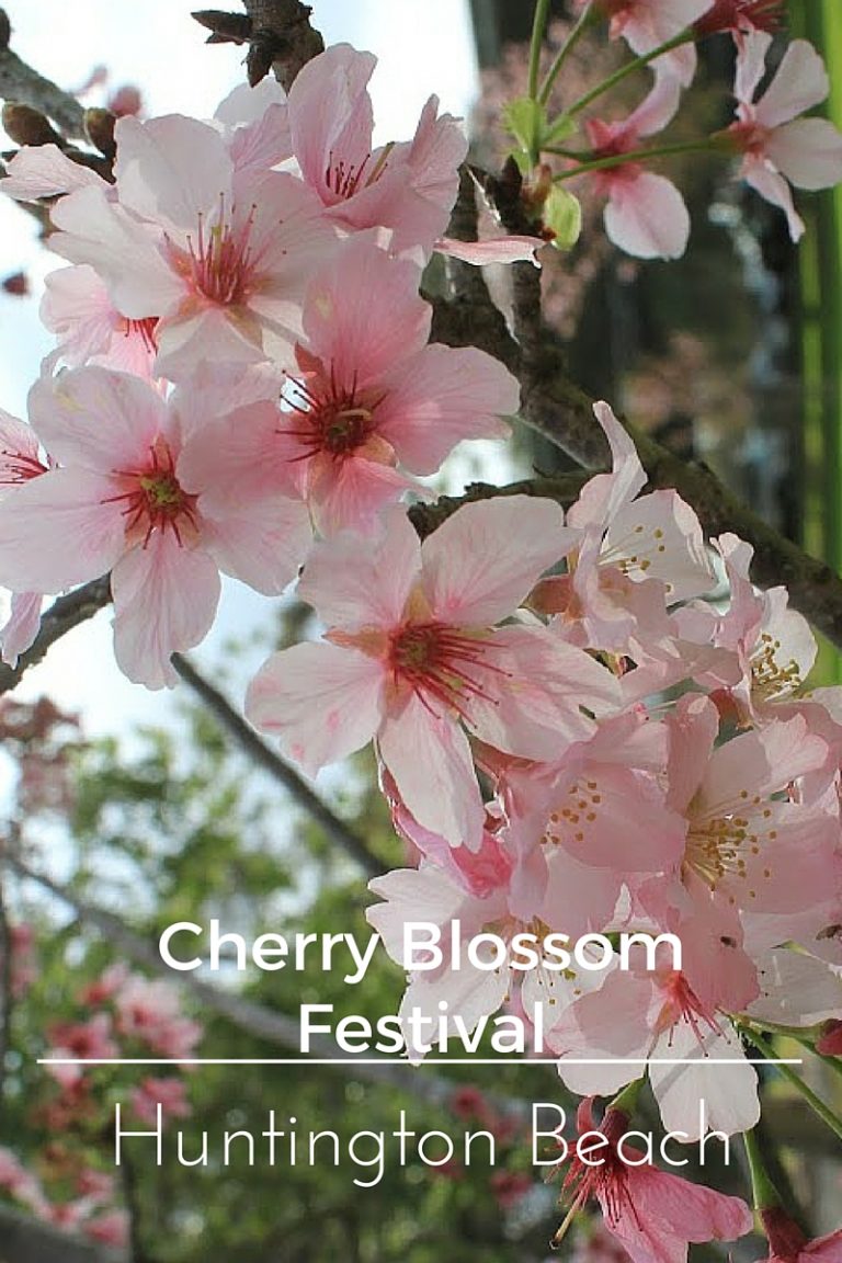 It’s Hanami Time!  Huntington Beach Cherry Blossom Festival on March 20